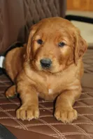 Star, a male Golden Retriever for sale in Hillsboro, WI – 5 of 10