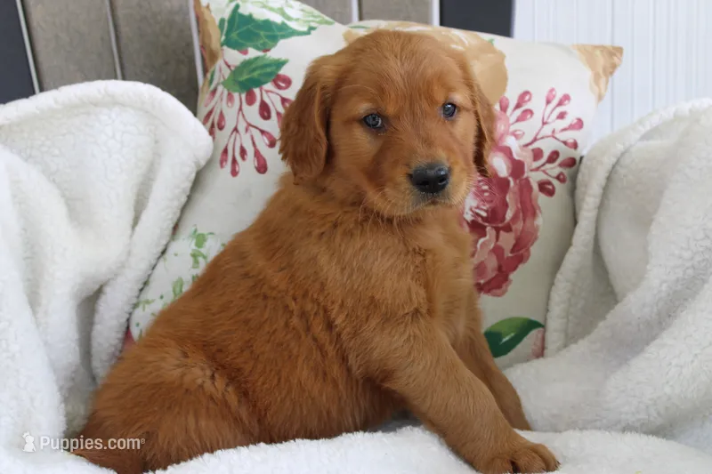 Jasmine – Golden Retriever puppy for sale in Hillsboro, WI