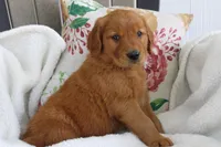 Jasmine, a female Golden Retriever for sale in Hillsboro, WI – 1 of 8