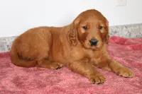 Caramel, a male Golden Retriever for sale in Hillsboro, WI – 3 of 9