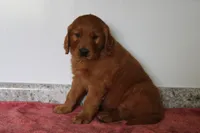 Caramel, a male Golden Retriever for sale in Hillsboro, WI – 7 of 9