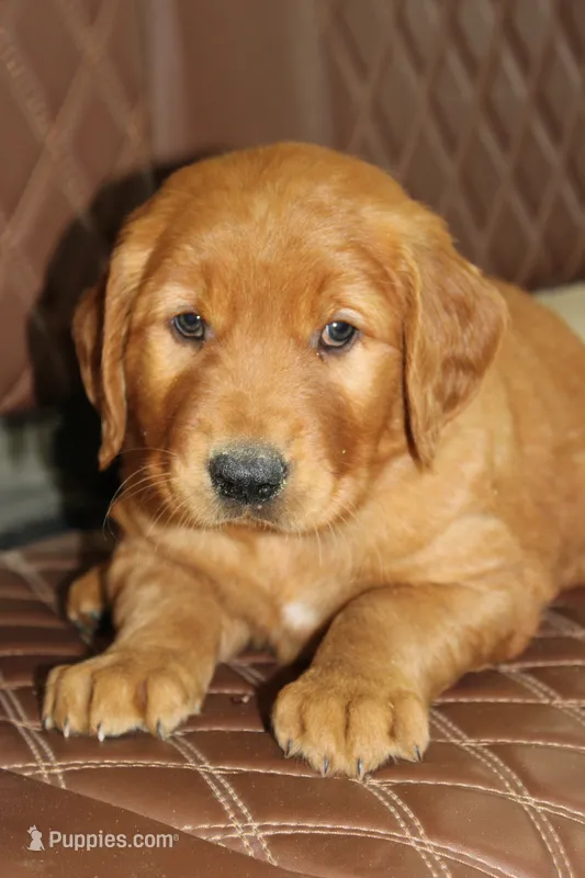 Star – Golden Retriever puppy for sale in Hillsboro, WI