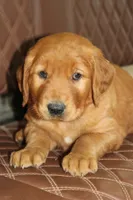 Star, a male Golden Retriever for sale in Hillsboro, WI – 1 of 10