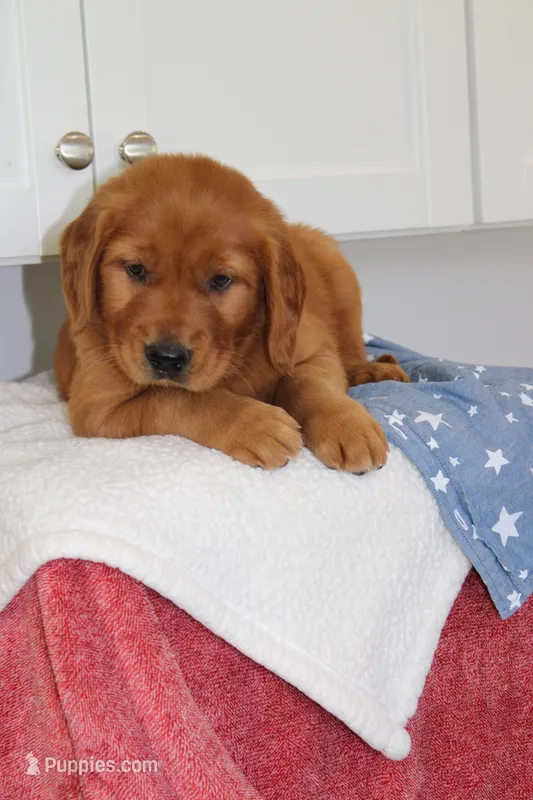 King – Golden Retriever puppy for sale in Hillsboro, WI