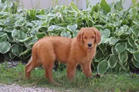 Banjo (SOLD), a male Golden Retriever for sale in Hillsboro, WI – 7 of 10