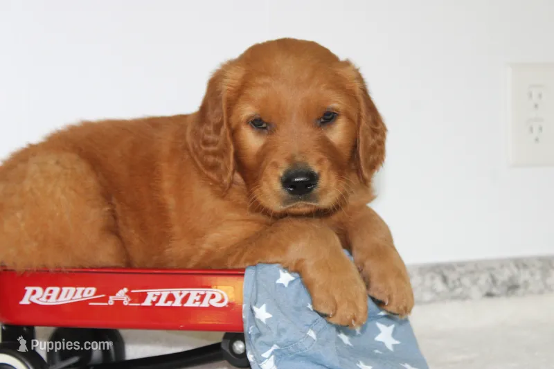 Banjo – Golden Retriever puppy for sale in Hillsboro, WI