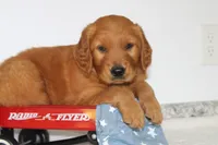 Banjo, a male Golden Retriever for sale in Hillsboro, WI – 2 of 10