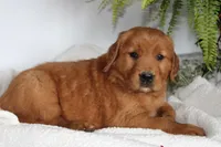 Scarlet, a female Golden Retriever for sale in Hillsboro, WI – 4 of 9