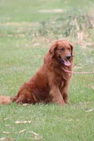 Banjo, a male Golden Retriever for sale in Hillsboro, WI – 10 of 10