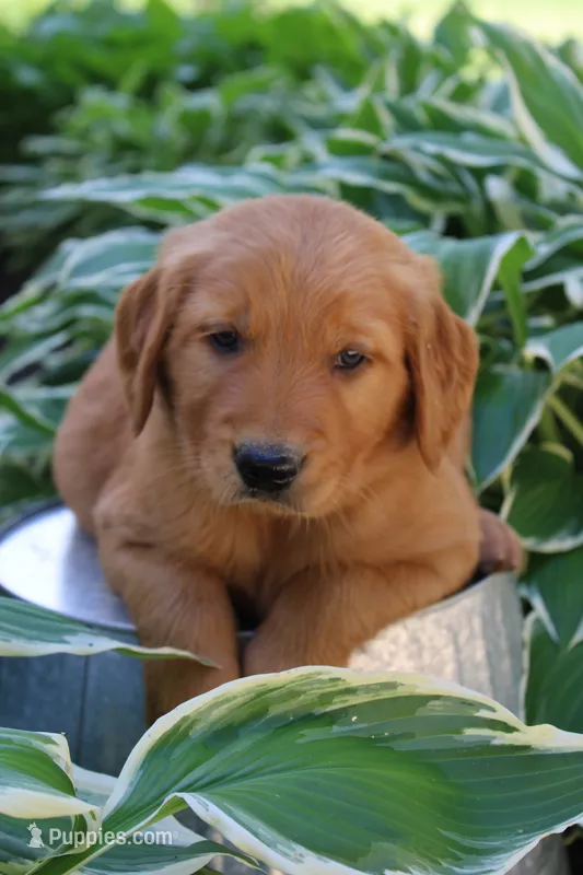Anthem – Golden Retriever puppy for sale in Hillsboro, WI