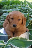 Anthem, a male Golden Retriever for sale in Hillsboro, WI – 4 of 9