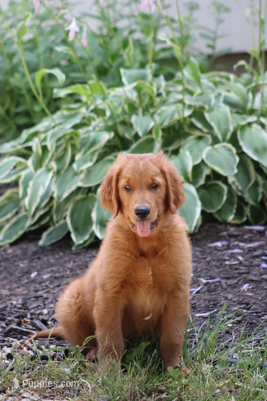 Banjo – Golden Retriever puppy for sale in Hillsboro, WI