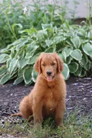 Banjo (SOLD), a male Golden Retriever for sale in Hillsboro, WI – 3 of 10