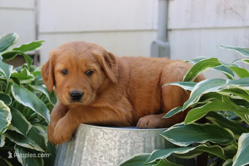 Anthem – Golden Retriever puppy for sale in Hillsboro, WI