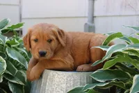 Anthem, a male Golden Retriever for sale in Hillsboro, WI – 3 of 9