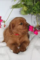 Scarlet, a female Golden Retriever for sale in Hillsboro, WI – 3 of 9