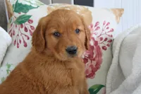 Jasmine, a female Golden Retriever for sale in Hillsboro, WI – 4 of 8