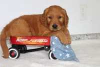 Banjo, a male Golden Retriever for sale in Hillsboro, WI – 5 of 10