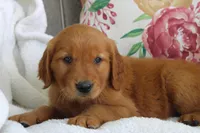 Jasmine, a female Golden Retriever for sale in Hillsboro, WI – 6 of 8