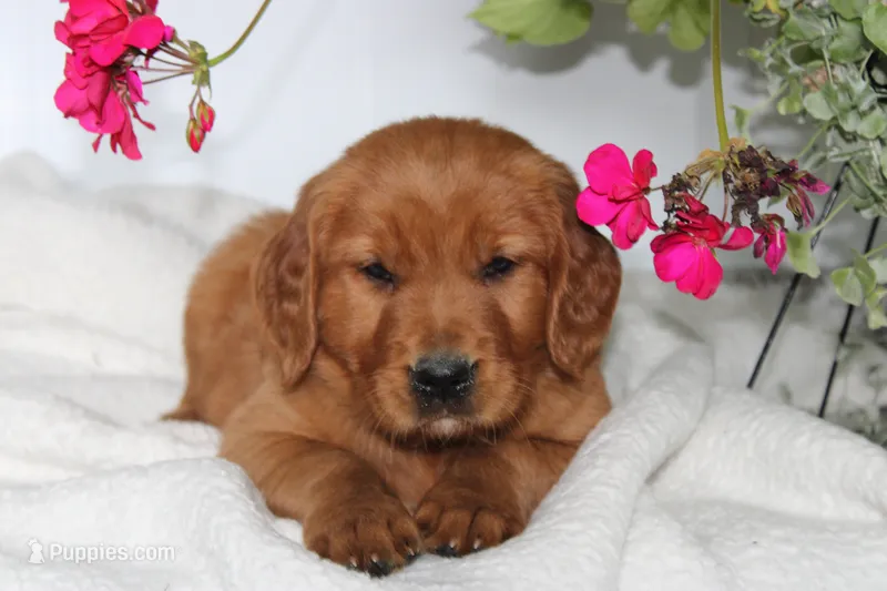 Scarlet – Golden Retriever puppy for sale in Hillsboro, WI