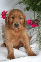 Scarlet, a female Golden Retriever for sale in Hillsboro, WI – 6 of 9