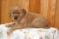 Tate, a male Golden Retriever for sale in Hillsboro, WI – Photo 1 of 7