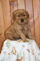 Tate, a male Golden Retriever for sale in Hillsboro, WI – Photo 5 of 7