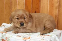 Tate, a male Golden Retriever for sale in Hillsboro, WI – Photo 6 of 7