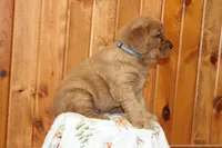 Tate, a male Golden Retriever for sale in Hillsboro, WI – Photo 3 of 7