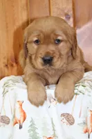 Tate, a male Golden Retriever for sale in Hillsboro, WI – Photo 2 of 7