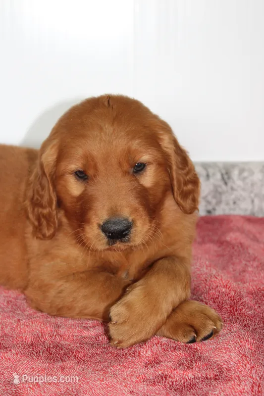 Caramel – Golden Retriever puppy for sale in Hillsboro, WI