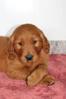 Caramel, a male Golden Retriever for sale in Hillsboro, WI – 2 of 9