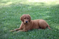 Banjo (SOLD), a male Golden Retriever for sale in Hillsboro, WI – 6 of 10