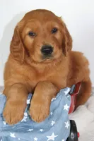 Banjo, a male Golden Retriever for sale in Hillsboro, WI – 3 of 10