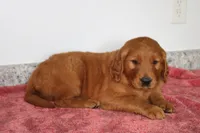 Caramel, a male Golden Retriever for sale in Hillsboro, WI – 4 of 9