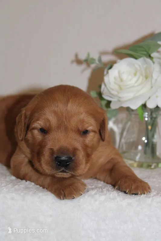 Daisy – Golden Retriever puppy for sale in Hillsboro, WI