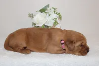 Daisy, a female Golden Retriever for sale in Hillsboro, WI – Photo 5 of 7