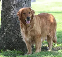 Daisy, a female Golden Retriever for sale in Hillsboro, WI – Photo 6 of 7