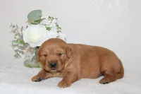 Daisy, a female Golden Retriever for sale in Hillsboro, WI – Photo 2 of 7