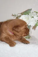 Daisy, a female Golden Retriever for sale in Hillsboro, WI – Photo 4 of 7