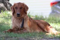King, a male Golden Retriever for sale in Hillsboro, WI – 9 of 10