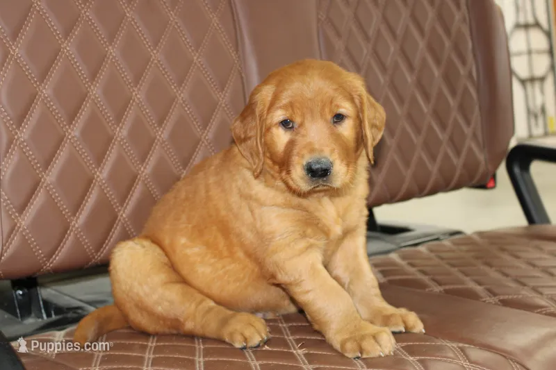 Star – Golden Retriever puppy for sale in Hillsboro, WI