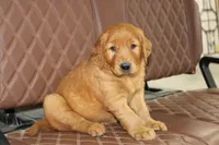 Star, a male Golden Retriever for sale in Hillsboro, WI – 3 of 10