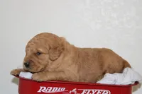 Romeo, a male Golden Retriever for sale in Hillsboro, WI – Photo 8 of 10