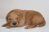 Romeo, a male Golden Retriever for sale in Hillsboro, WI – Photo 3 of 10