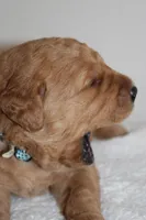 Romeo, a male Golden Retriever for sale in Hillsboro, WI – Photo 4 of 10