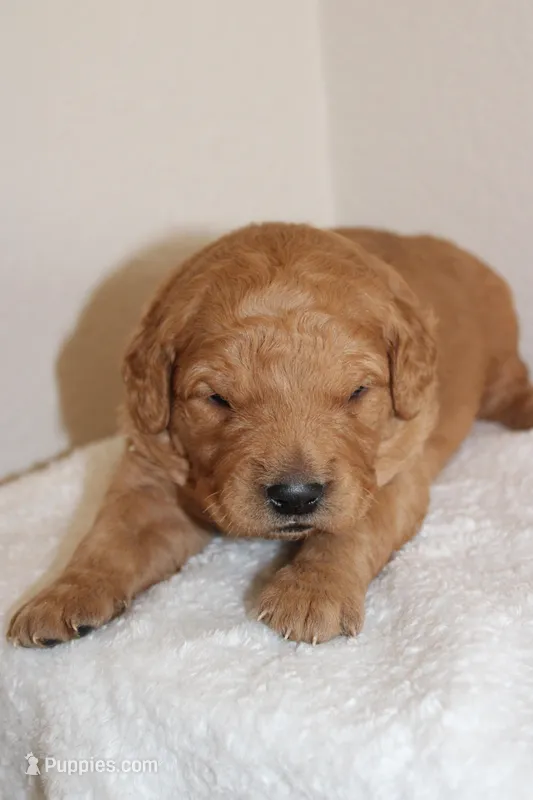 Romeo – Golden Retriever puppy for sale in Hillsboro, WI