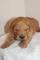 Romeo, a male Golden Retriever for sale in Hillsboro, WI – Photo 2 of 10