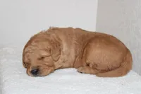 Romeo, a male Golden Retriever for sale in Hillsboro, WI – Photo 7 of 10