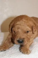 Romeo, a male Golden Retriever for sale in Hillsboro, WI – Photo 5 of 10